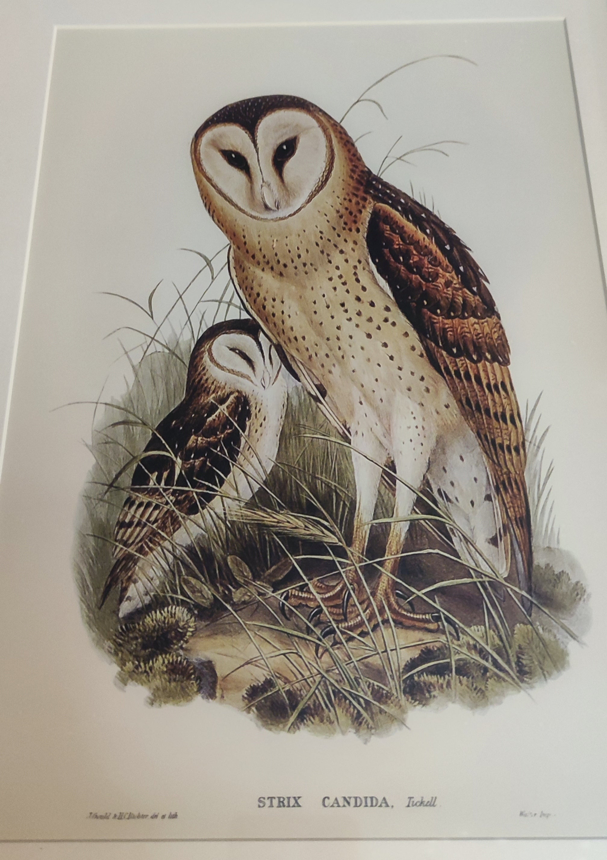 Cadre Chouette 40cm - La Muchette