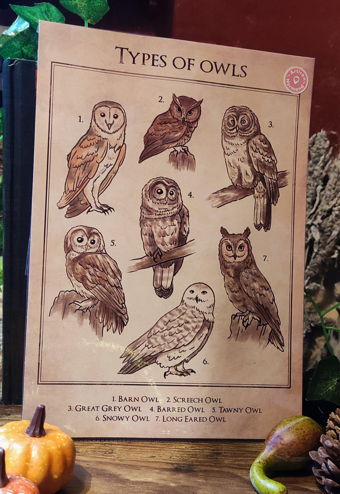 Types of Owls A4 - La Muchette