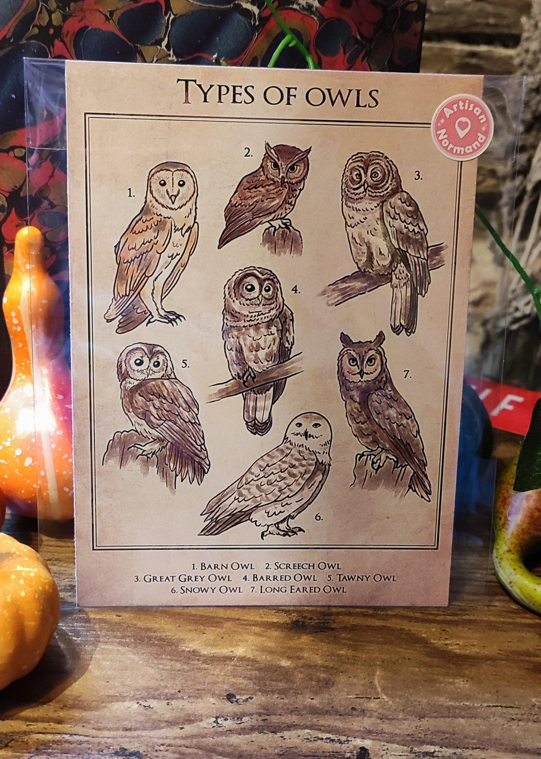 Types of Owls A5 - La Muchette